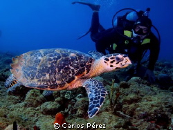 "My dive buddy" The turtle not the diver.. Literally this... by Carlos Pérez 